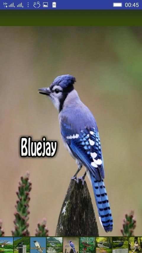 Bird Sounds स्क्रीनशॉट 24