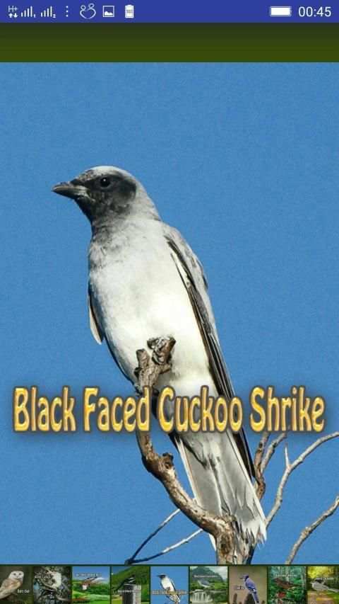Bird Sounds स्क्रीनशॉट 23