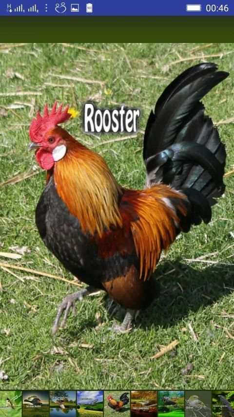 Bird Sounds स्क्रीनशॉट 8