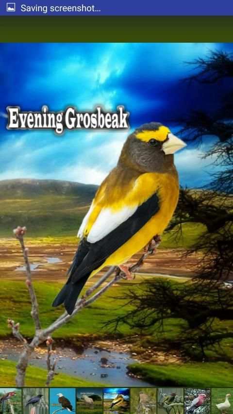 Bird Sounds स्क्रीनशॉट 2