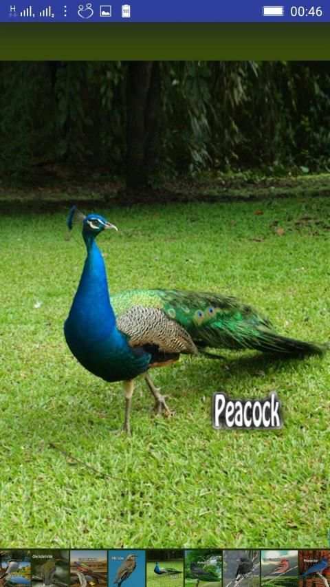 Bird Sounds स्क्रीनशॉट 9