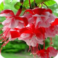 Flower Wallpapers on 9Apps