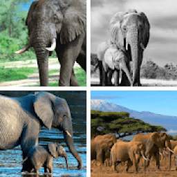 Elephant Wallpaper: HD images, Free Pics download