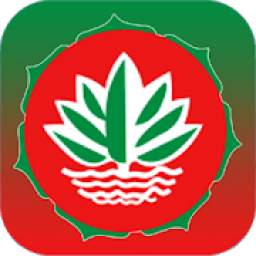 Bd Cash Coin 1.4
