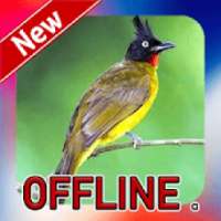 Suara Burung Kutilang Emas Offline icon
