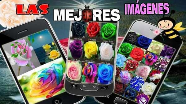 Imagenes de Rosas y Flores Full HD screenshot 2