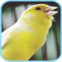 Masteran Kicau Burung Kenari icon