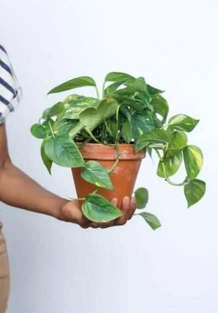 Plants shop screenshot 5