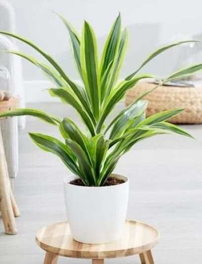 Plants shop screenshot 1