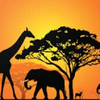 Zambia Safari Guide on 9Apps