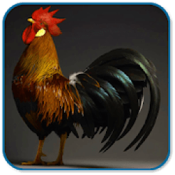 Rooster Sound Ringtones आइकन