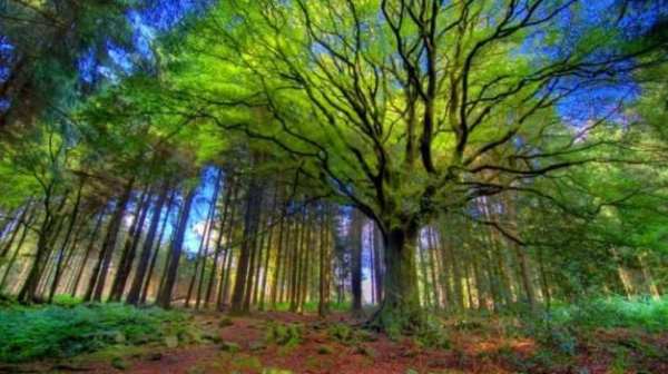 Free Download Nature Android Wallpaper скриншот 4