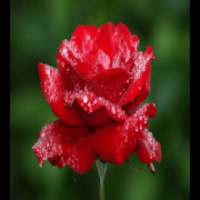 Mpenzi Wangu on 9Apps