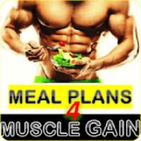 Meal Planner For Muscle Gain