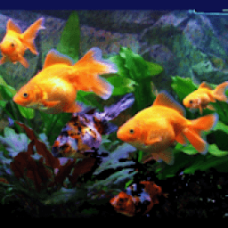 ikon FISH CHALLENGE 2