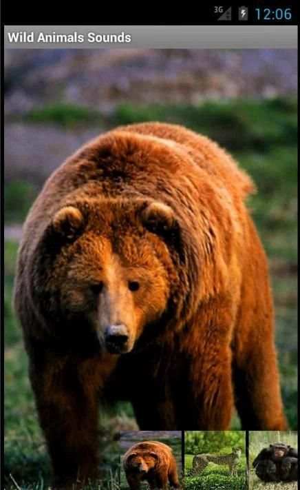 Wild Animals Sounds screenshot 13