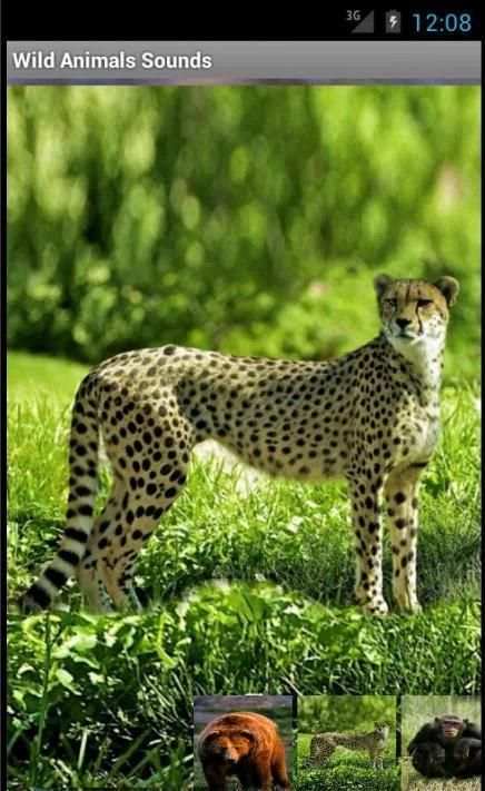 Wild Animals Sounds screenshot 12