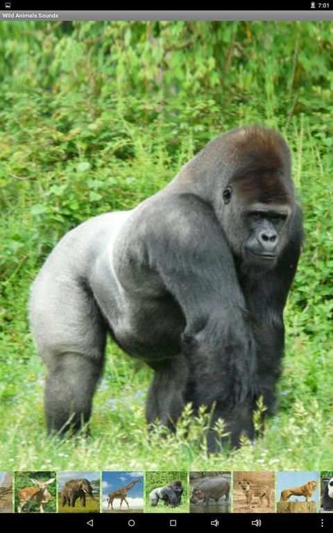 Wild Animals Sounds स्क्रीनशॉट 8