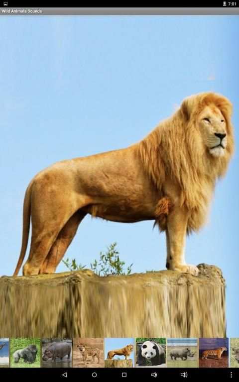 Wild Animals Sounds स्क्रीनशॉट 10