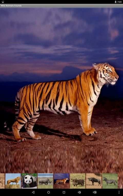 Wild Animals Sounds स्क्रीनशॉट 2