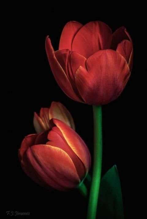 Red Roses Love GIF स्क्रीनशॉट 1