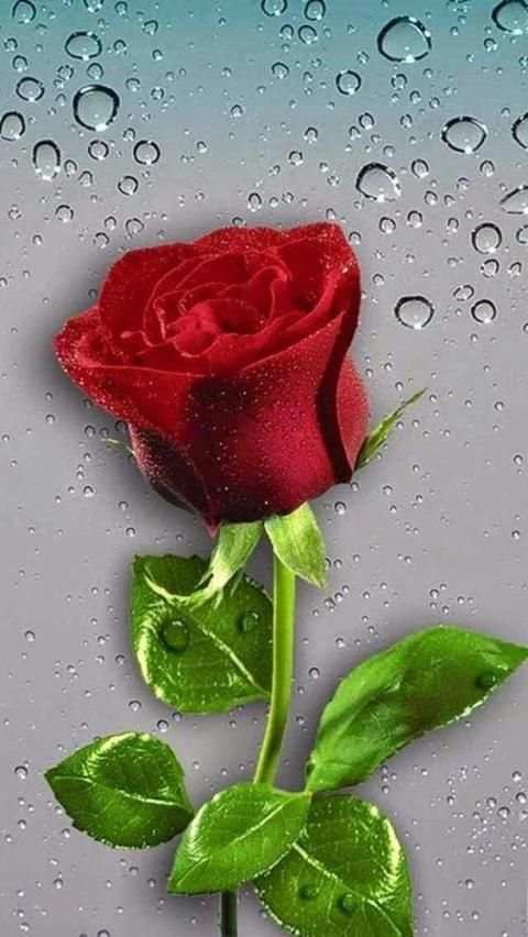 Red Roses Love GIF स्क्रीनशॉट 5