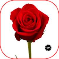 Red Roses Love GIF