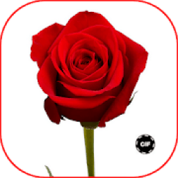 Red Roses Love GIF आइकन