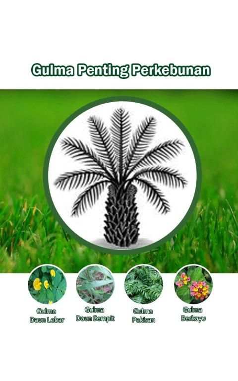 Gulma Penting Perkebunan screenshot 5
