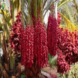 Palm palm test आइकन