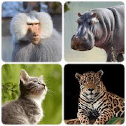 Mammals – Learn All Animals in Foto-Quiz!