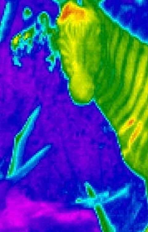 Thermal Prank Camera screenshot 3