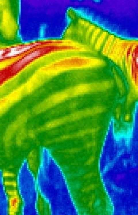 Thermal Prank Camera स्क्रीनशॉट 1