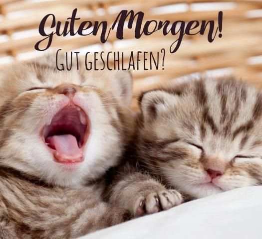 Guten Morgen Bilder Lustig screenshot 2