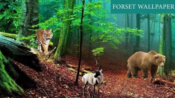 Forest 3D Live Wallpaper screenshot 3