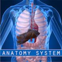 Human Anatomy System