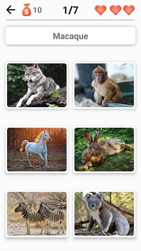 Mammals – Learn All Animals in Foto-Quiz! screenshot 7