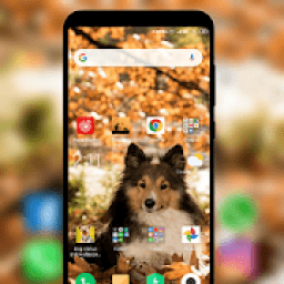 Dog status and wallpaper HD आइकन