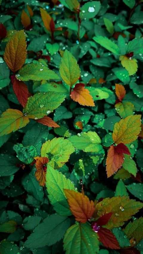Imagy - World Wide Wallpaper Sharing App screenshot 1