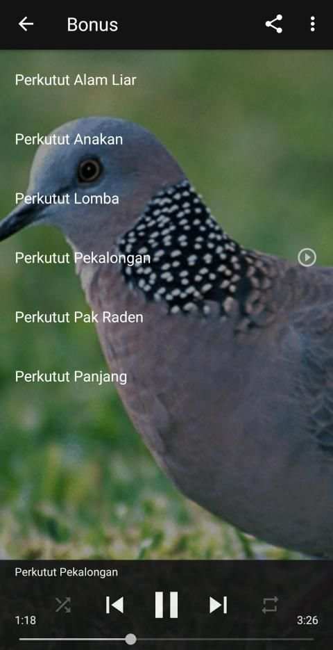 Kicau Suara Burung Perkutut MP3 Offline screenshot 3