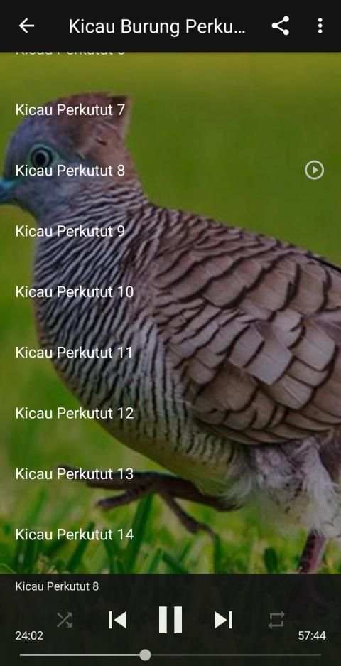 Kicau Suara Burung Perkutut MP3 Offline screenshot 5