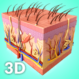 Skin Anatomy Pro. आइकन