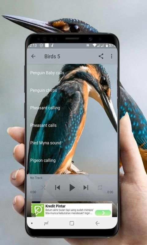 Bird Sounds Collection (Offline) स्क्रीनशॉट 2
