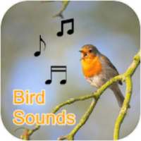 Bird Sounds Collection (Offline) on 9Apps