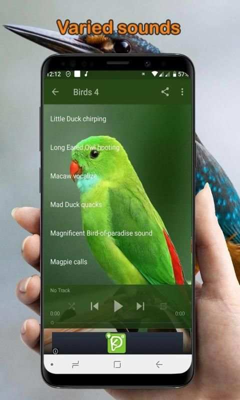 Bird Sounds Collection (Offline) स्क्रीनशॉट 3