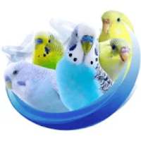 Alen AxP Budgie Community on 9Apps