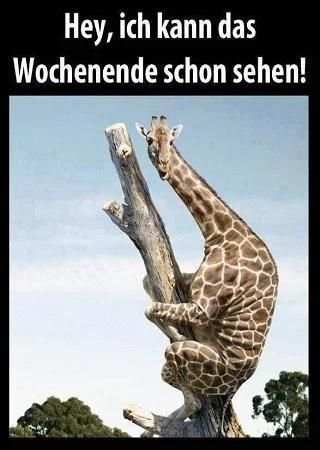 Lustige Bilder Kostenlos für Whatsapp *** screenshot 6
