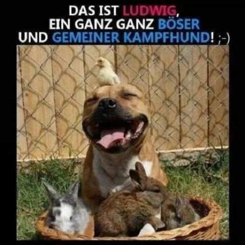 Lustige Bilder Kostenlos für Whatsapp *** screenshot 2