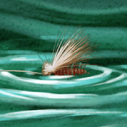ikon Freshwater Fly Strike