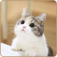 Cute Cat Wallpapers